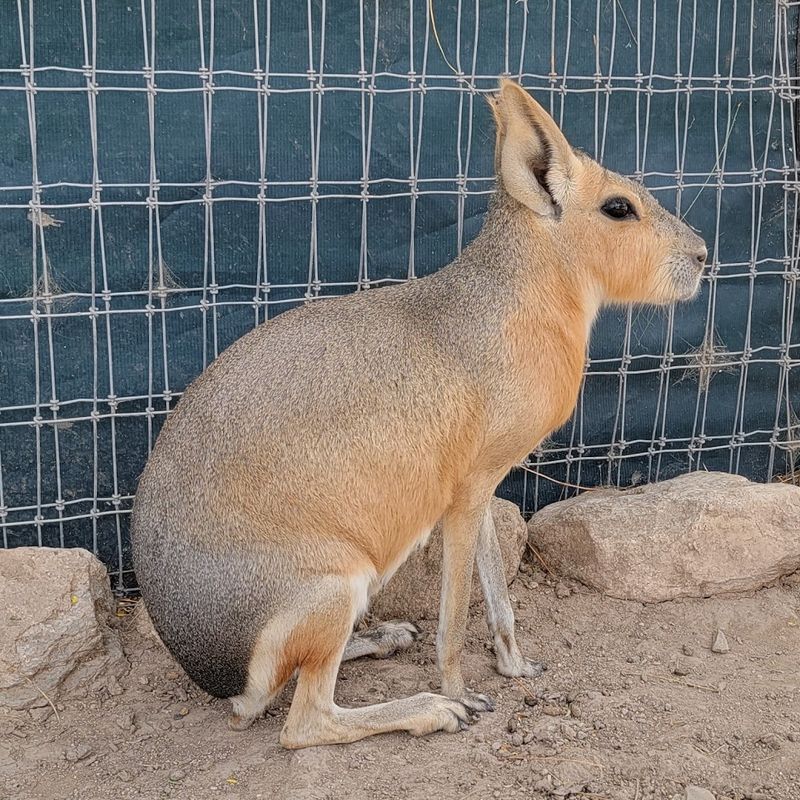 Patagonian Maras: The Rabbit-Deer Hybrid You Never Knew Existed Patagonian Maras: The Rabbit-Deer Hybrid You Never Knew Existed