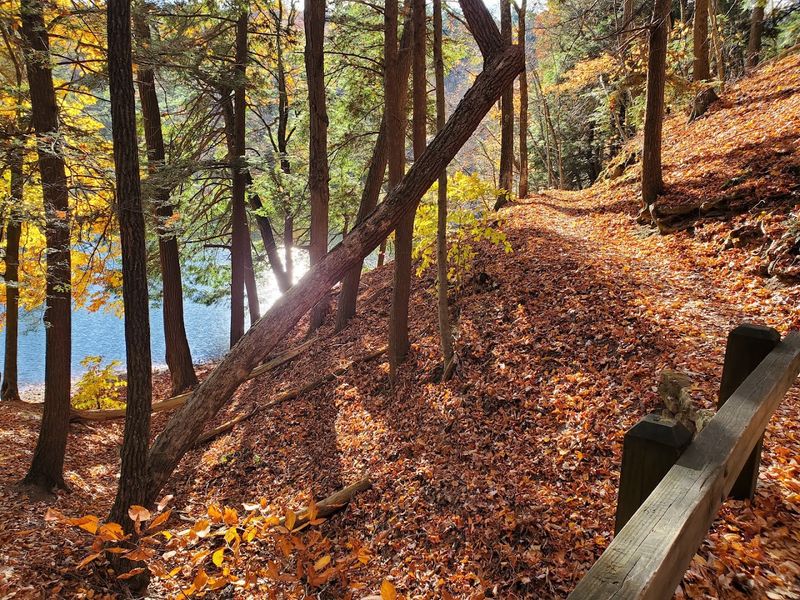 Peaceful Camping Among Tall Shaded Trees