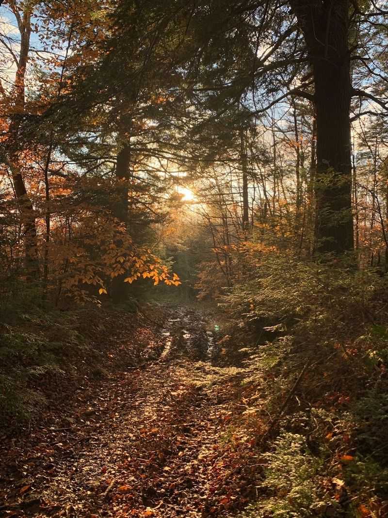 Peaceful Hiking Through Dense Hardwood Forest