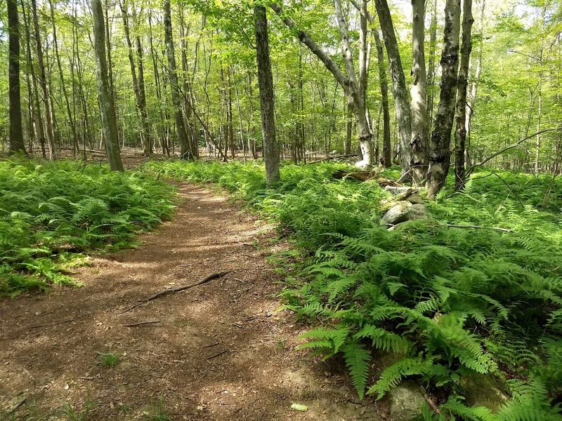 Peaceful Hiking Trails for Every Level Peaceful Hiking Trails for Every Level