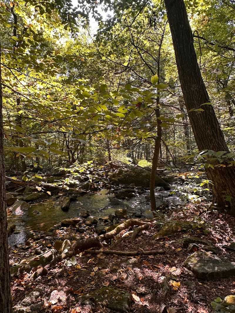 Peaceful Summer Shade and Cool Breezes Peaceful Summer Shade and Cool Breezes