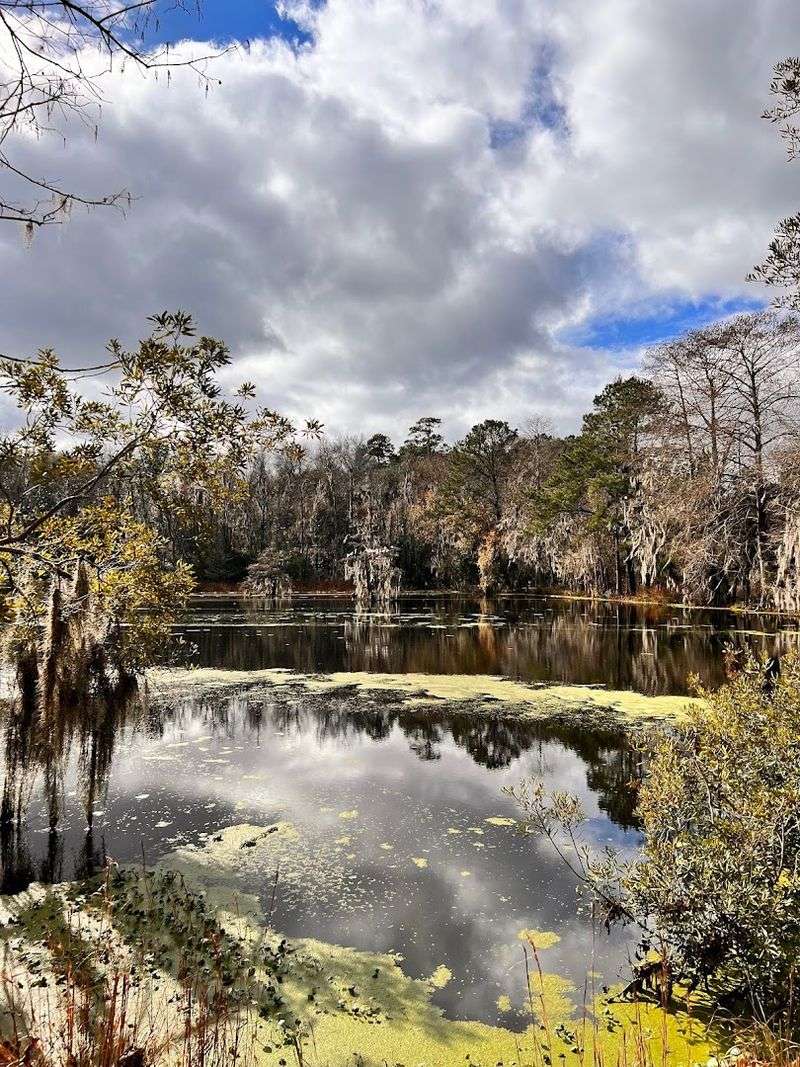 Peaceful Wetlands With Stunning Reflections