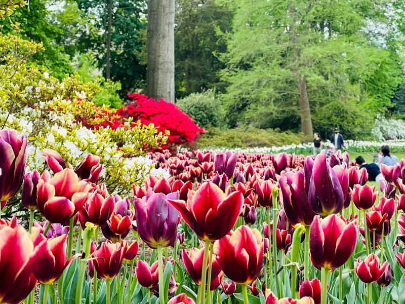 Peak Bloom Season Runs From April Through May Peak Bloom Season Runs From April Through May