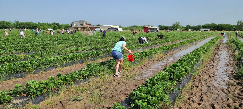 Pecan Creek Strawberry Farm - Pilot Point, Texas