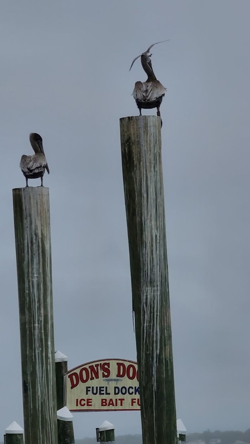 Pelicans, Birds, and Wildlife Around Every Corner Pelicans, Birds, and Wildlife Around Every Corner