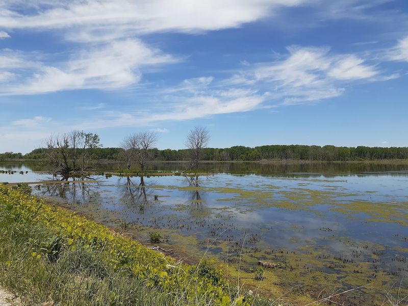 Pelicans in Michigan? Yes, Really
