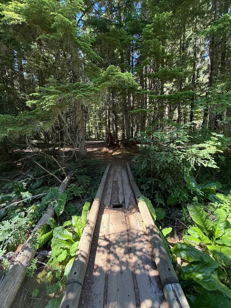 Pet-Friendly Escape in the Forest