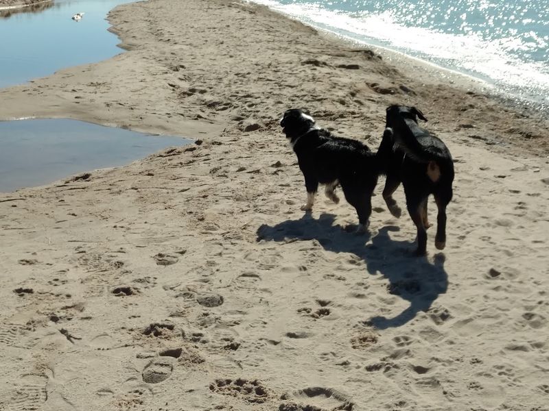Pet-Friendly North Beach Section