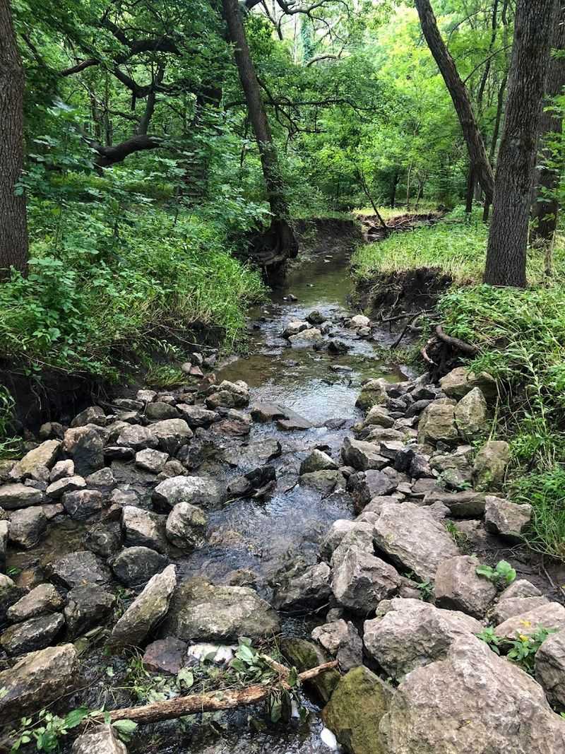 Pet-Friendly Trails That Your Dog Will Love