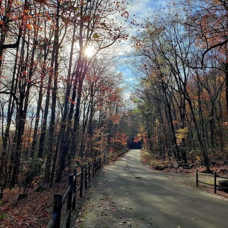 Pet-Friendly Trails Where Your Dog Can Join the Adventure Pet-Friendly Trails Where Your Dog Can Join the Adventure