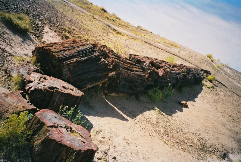 Petrified Forest National Park - Arizona Petrified Forest National Park - Arizona