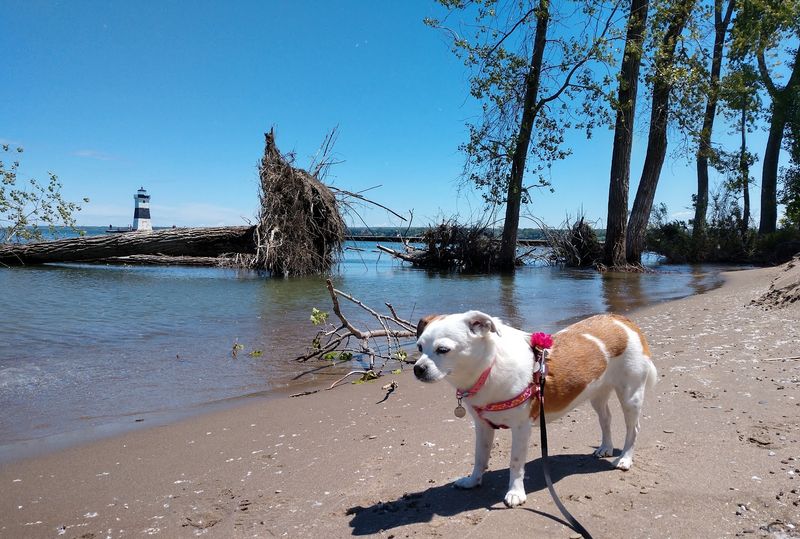 Pets Are Welcome at This Laid-Back Shoreline