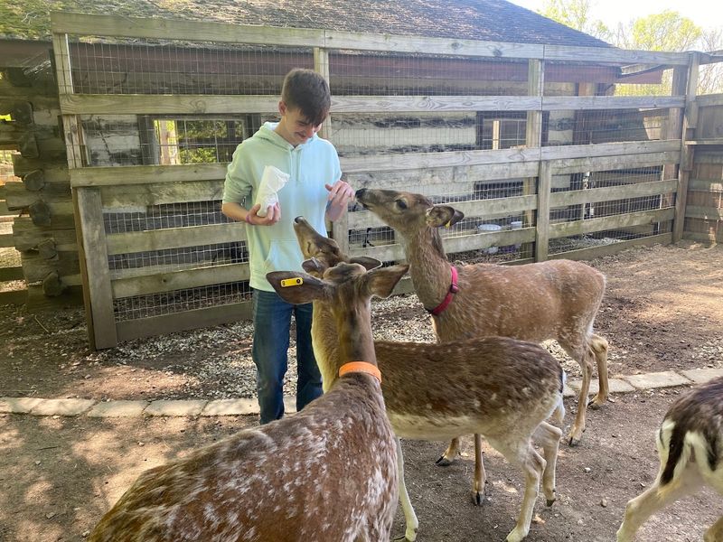 Petting Zoo With Friendly Deer and Goats