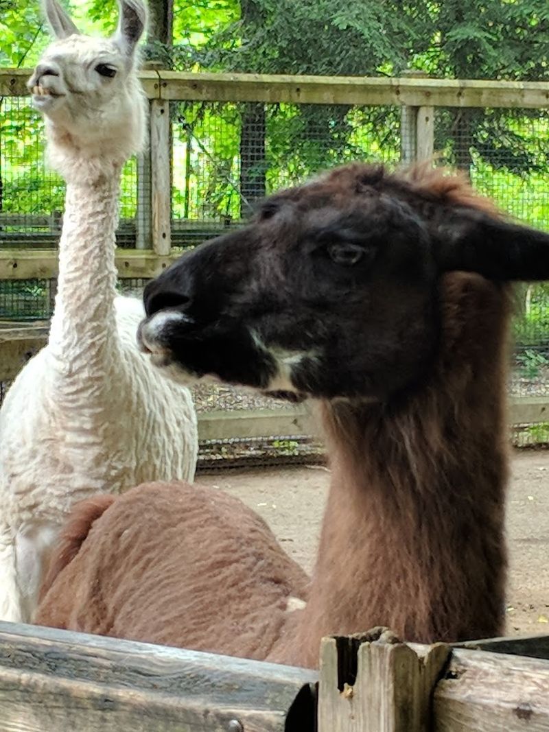 Petting and Brushing the Goats in the Hands-On Animal Area