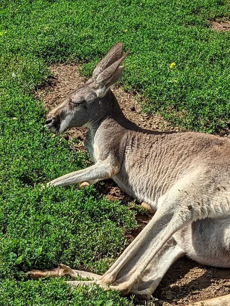 Petting the Baby Kangaroos