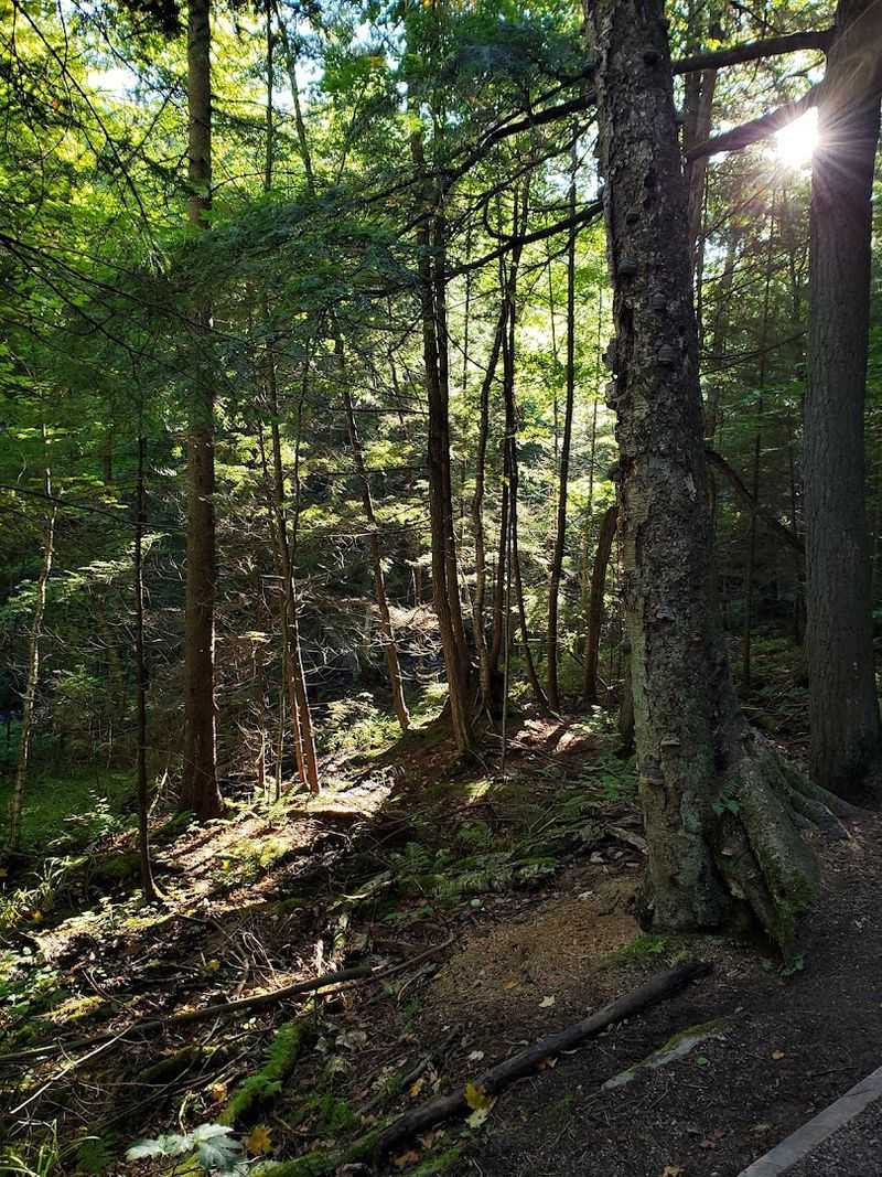 Pine Trees, Ferns, and Pure Forest Magic Pine Trees, Ferns, and Pure Forest Magic