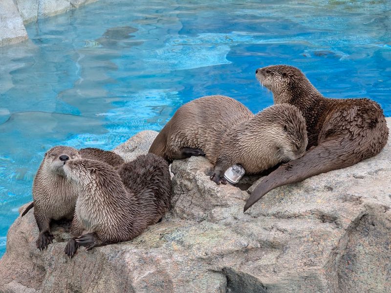 Playful River Otters You Can Feed Playful River Otters You Can Feed