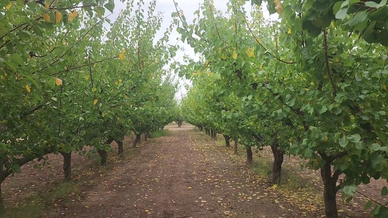 Plum and Apricot Picking for the Early Birds
