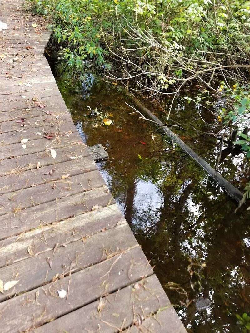 Pocomoke State Forest: Nature at Its Finest