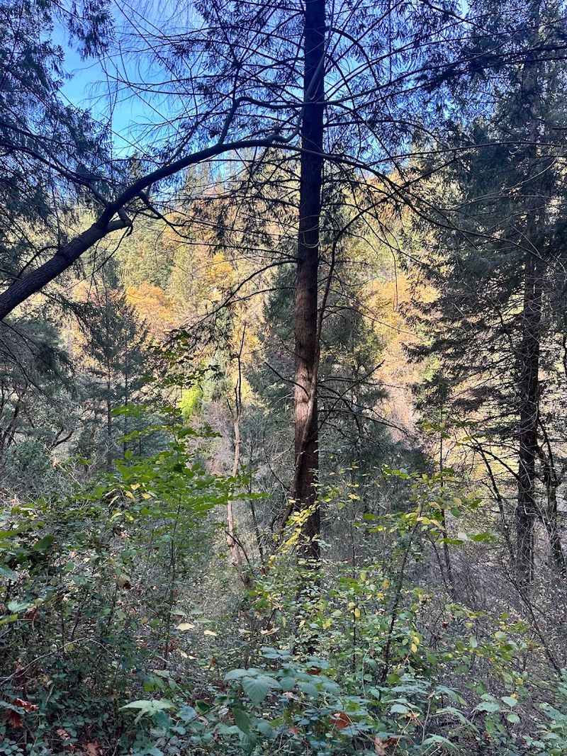 Poison Oak Awareness on the Trail