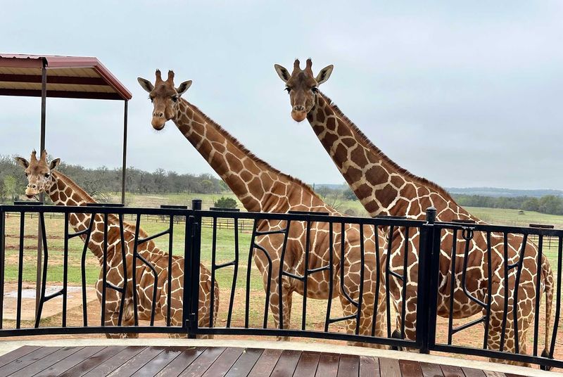 Proximity to Fredericksburg: The Best of Texas Wine Country and Wildlife