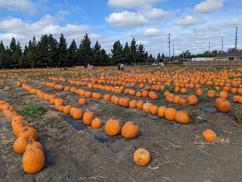Pumpkin Patch Season Brings a Whole New Vibe