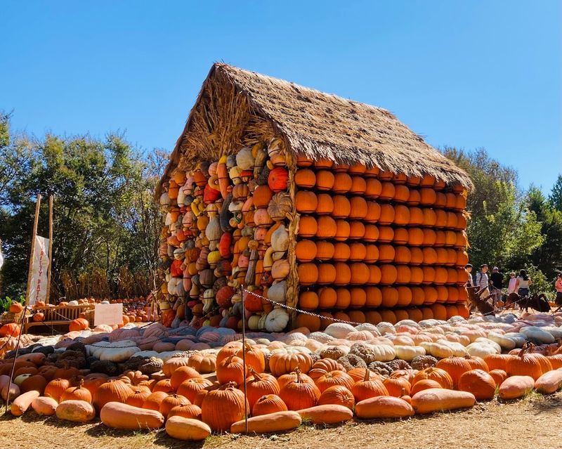 Pumpkin Village and the Famous Fall Festival Pumpkin Village and the Famous Fall Festival
