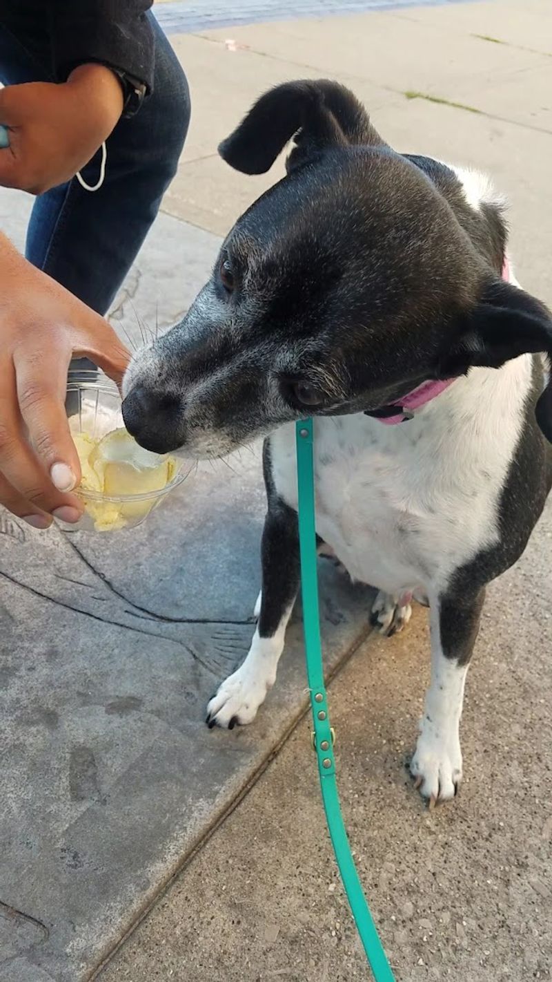Pup Cups and Pet-Friendly Perks for Four-Legged Fans