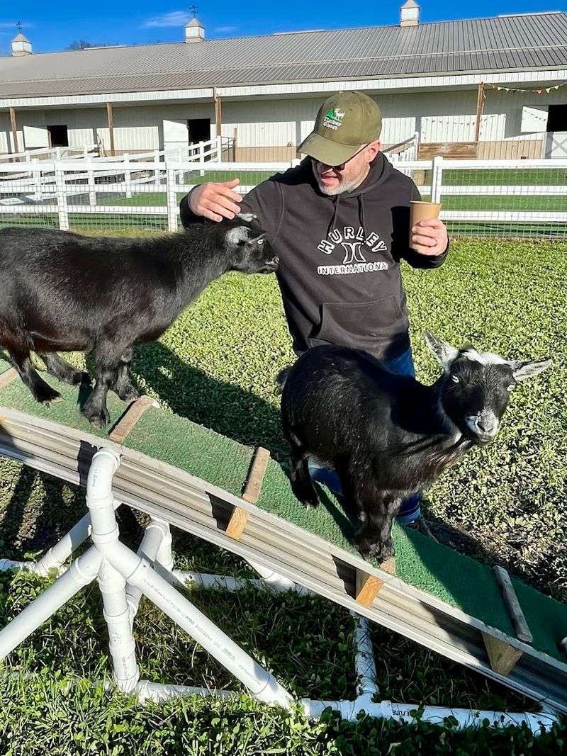 Pygmy Goats Will Literally Climb on Your Back
