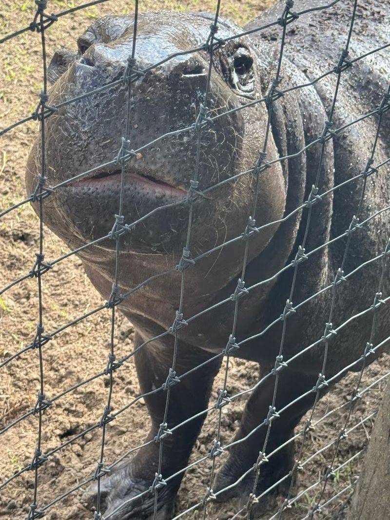 Pygmy Hippos, Zebras, and Animals You Never Expected