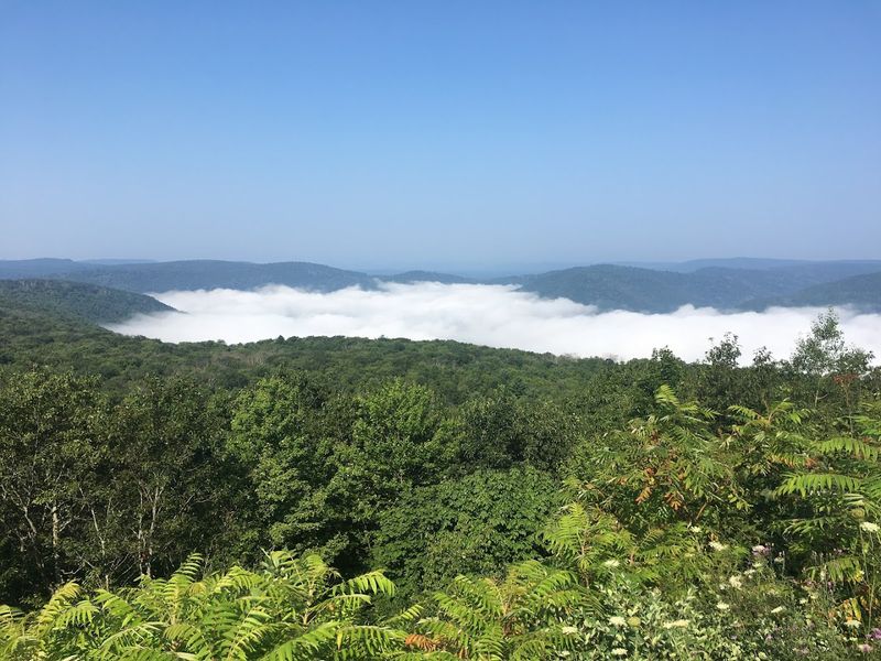 RV Camping Amid Stunning Forest Surroundings RV Camping Amid Stunning Forest Surroundings