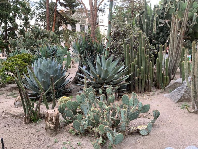 Rare Trees and Plants From Around the World
