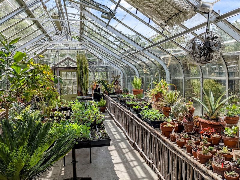 Rare and Unusual Plant Varieties Worth Discovering