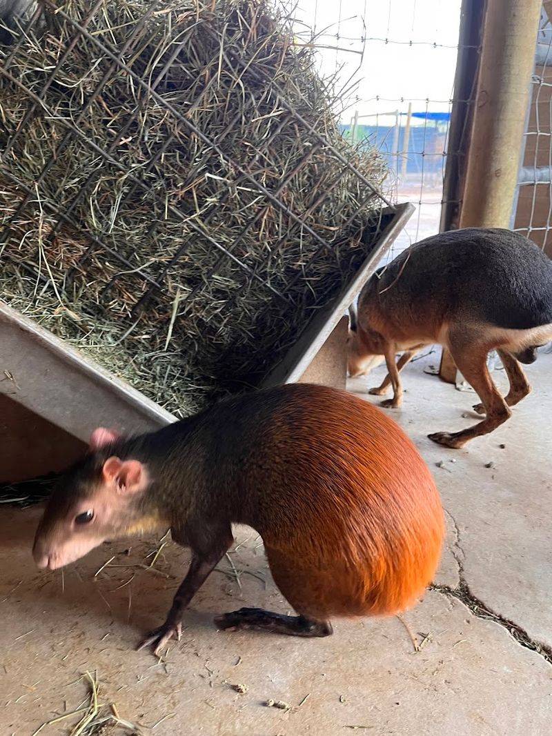 Red-Rumped Agoutis: The Squirrels of the Rainforest Red-Rumped Agoutis: The Squirrels of the Rainforest