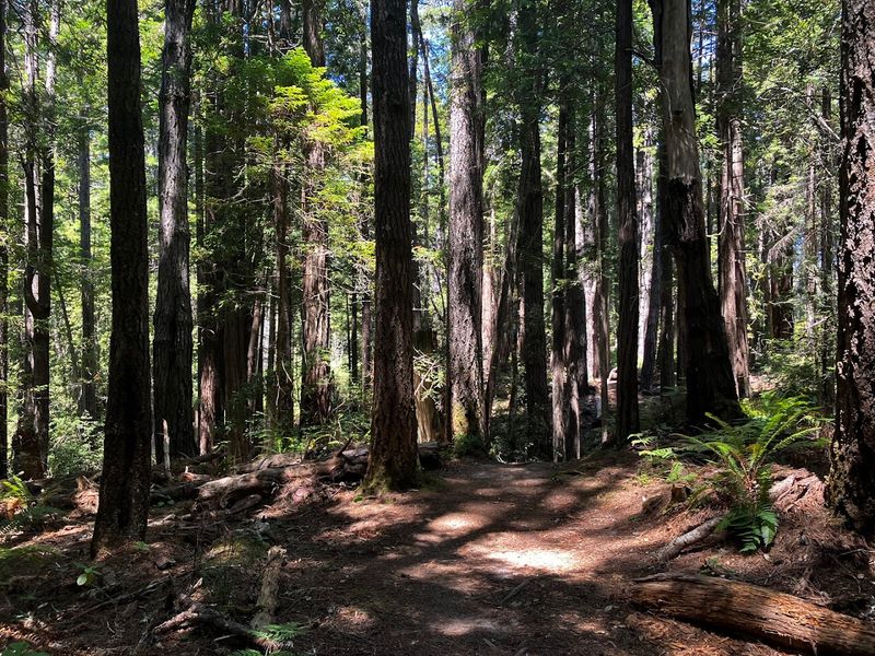 Redwood Giants Hiding Just Steps from the Ocean Redwood Giants Hiding Just Steps from the Ocean
