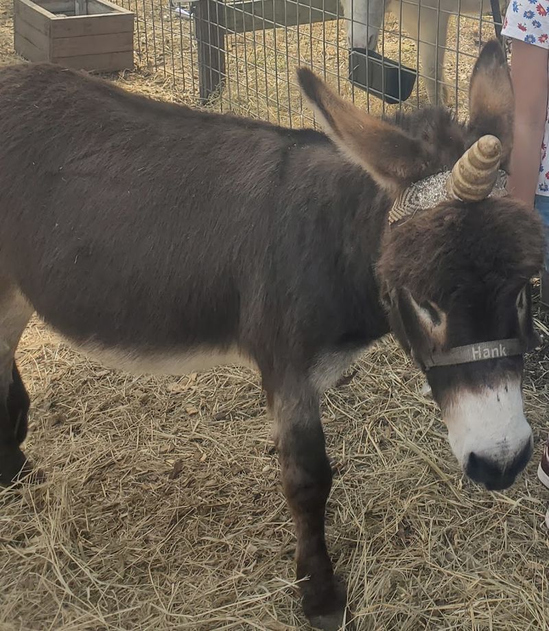 Rescued Animals With Stories Worth Knowing Rescued Animals With Stories Worth Knowing
