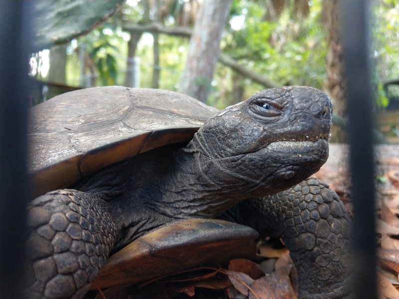 Rescuing and Rehabilitating More Than 4,500 Animals Each Year
