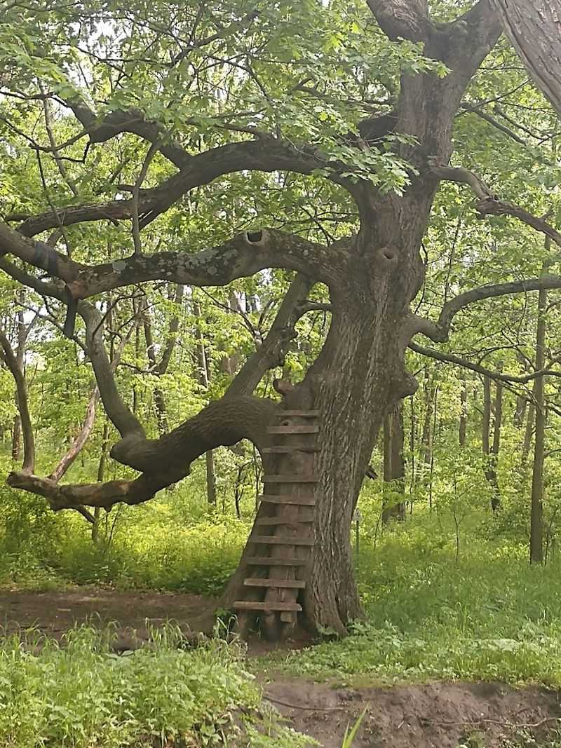 Rich Natural History Rooted in the Illinois Landscape