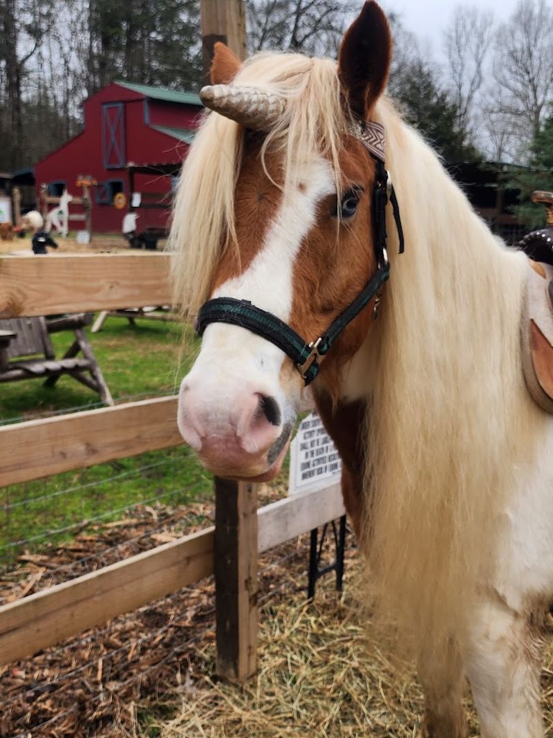 Riding a Real-Life Unicorn Is Actually Possible Here