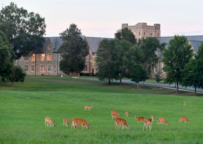 Roaming Deer That Act Like They Own the Place
