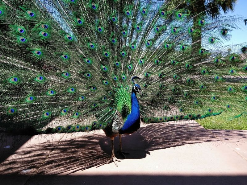 Roaming Peacocks That Steal the Show