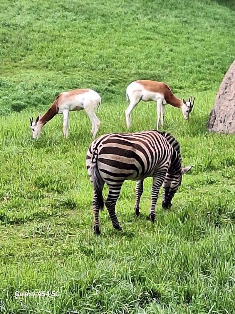 Roaming With Over 600 Animals Across Dozens of Exhibits