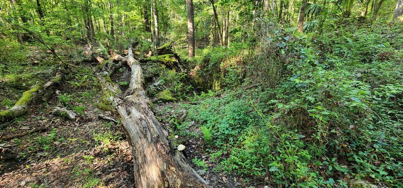 Rocky and Root-Covered Trail Terrain