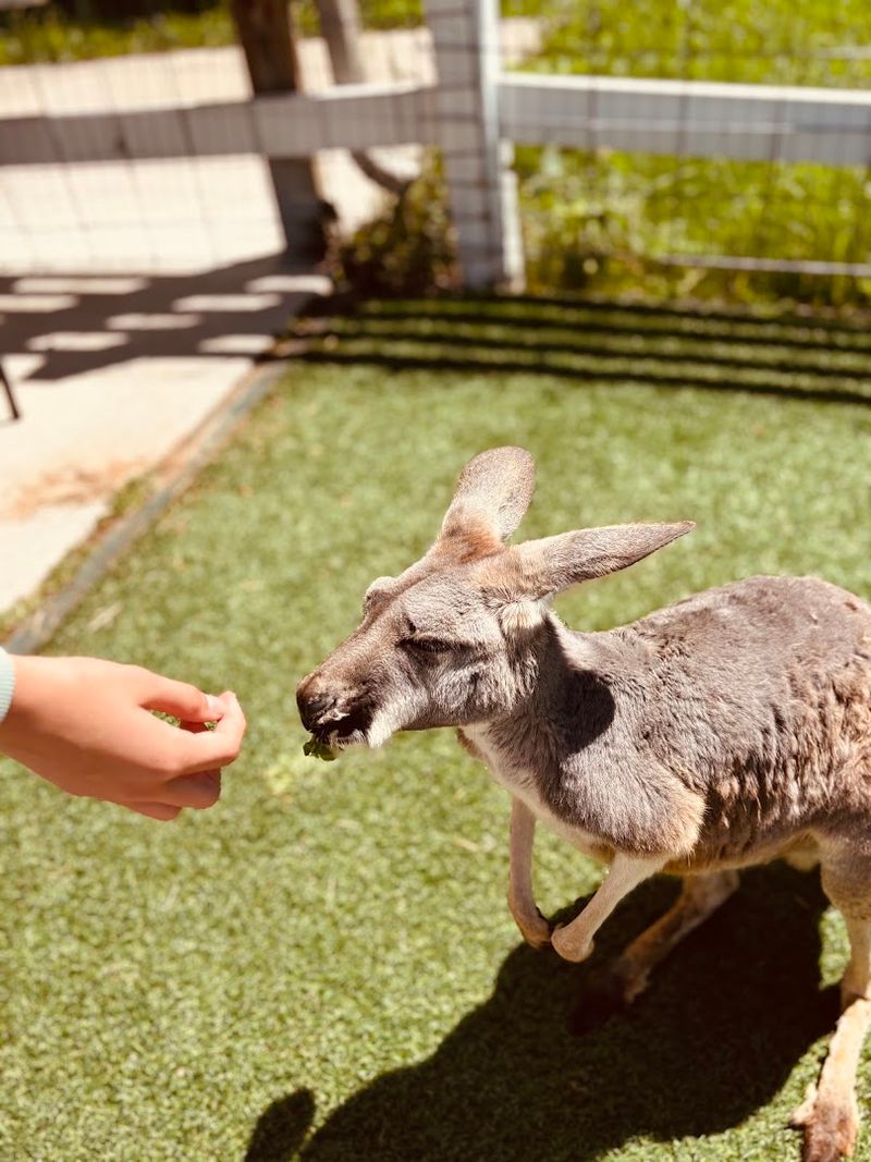 Romping With the Kangaroos Romping With the Kangaroos