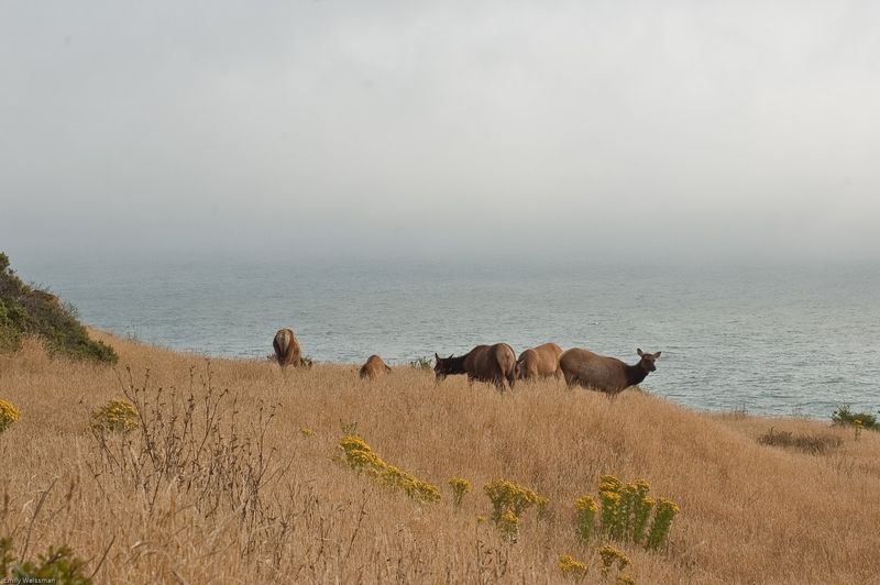 Roosevelt Elk Roaming Wild and Free