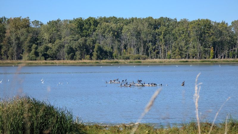 Sandhill Cranes Putting On a Show