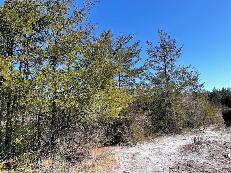 Sandy Trails Through Quiet Pine Forest Sandy Trails Through Quiet Pine Forest
