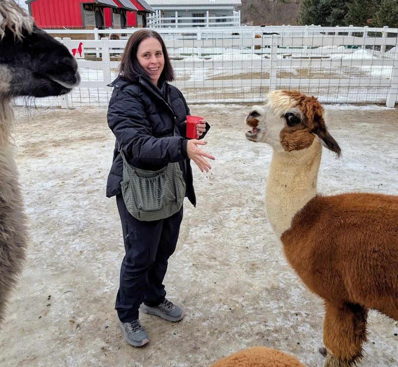 Saying Hello to Taz the Llama Saying Hello to Taz the Llama