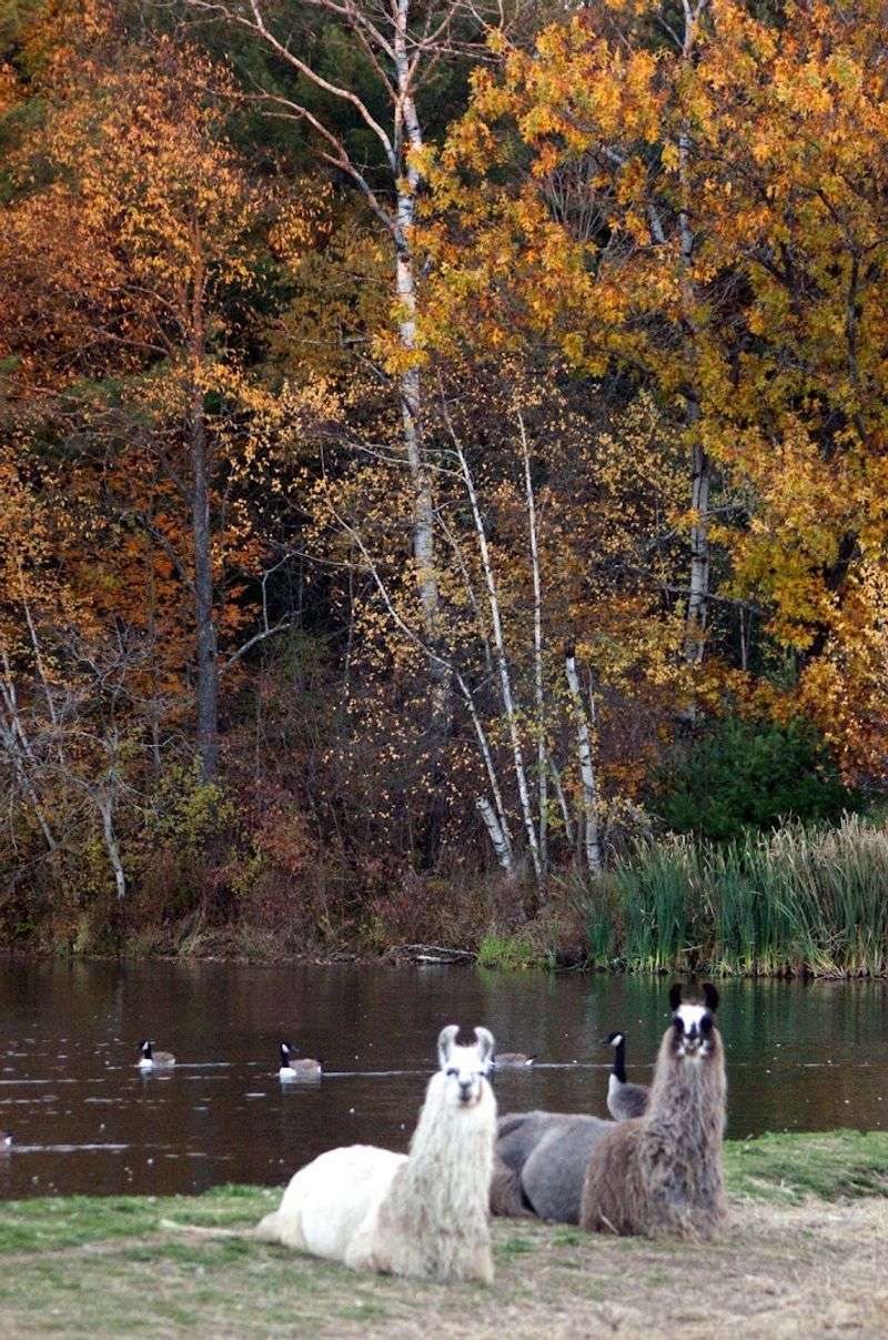 Scenic Forest Trails That Make the Hike Magical Scenic Forest Trails That Make the Hike Magical