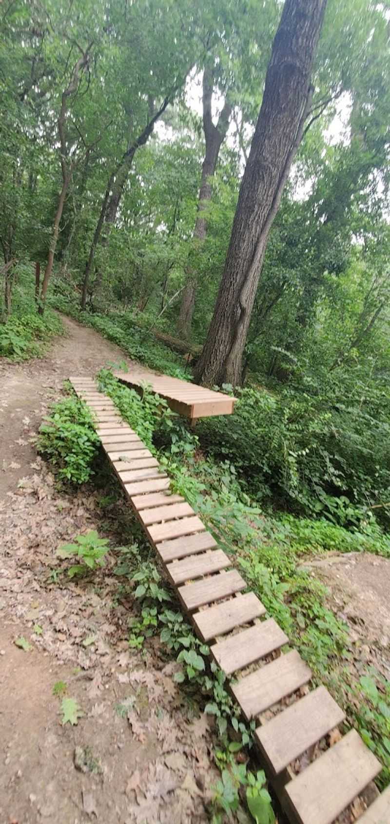 Scenic Single-Track Trails Hidden in the Woods